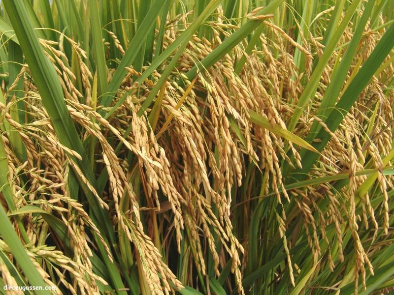 Negociações do arroz seguem lentas e indicador recua