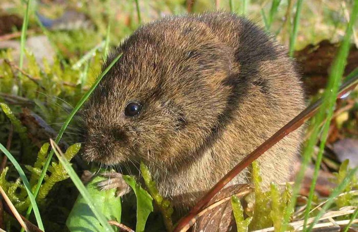 Tamanho do campo determina a densidade populacional de rato