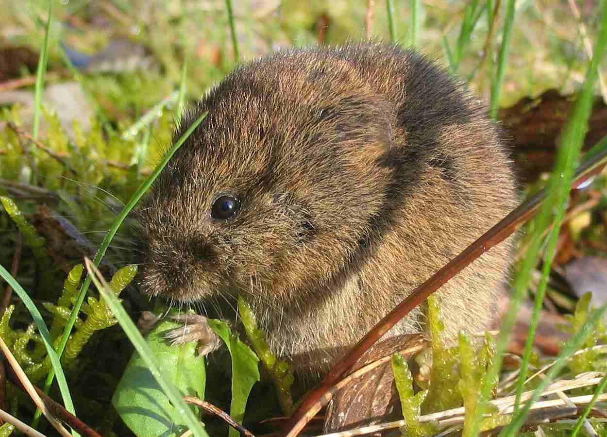 Tamanho do campo determina a densidade populacional de rato