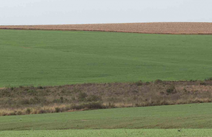 Senasa simplifica normas para registro de fitossanitários na Argentina