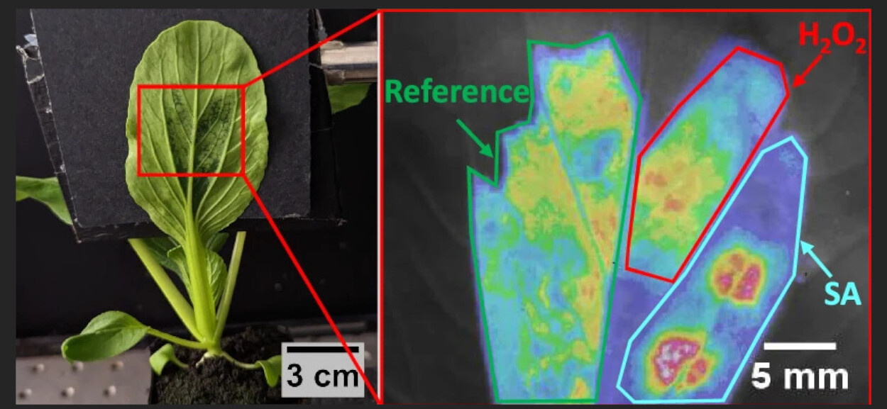 Usando sensores, os pesquisadores podem decodificar o estresse das plantas, como na folha desta planta. Aqui, dois tipos de sensores são multiplexados pela injeção de uma nanopartícula de detecção salicílica (destacada em azul claro) ao lado de um sensor de peróxido de hidrogênio (destacado em vermelho). O sensor de referência (destacado em verde) não responde ao estresse para comparação - Foto: autores do estudo