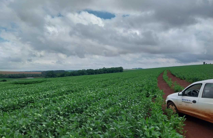 Desenvolvimento da soja é beneficiado pelo clima no Rio Grande do Sul