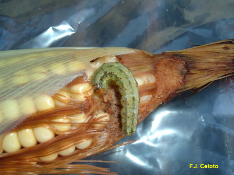 Figura 8 - Lagarta-da-espiga Helicoverpa zea na espiga do milho