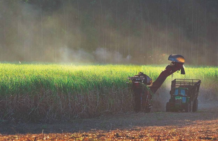 Chuvas atrapalham colheita e moagem de cana cai 21,62%