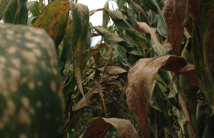 Resistance to corn diseases: it needs to be part of management