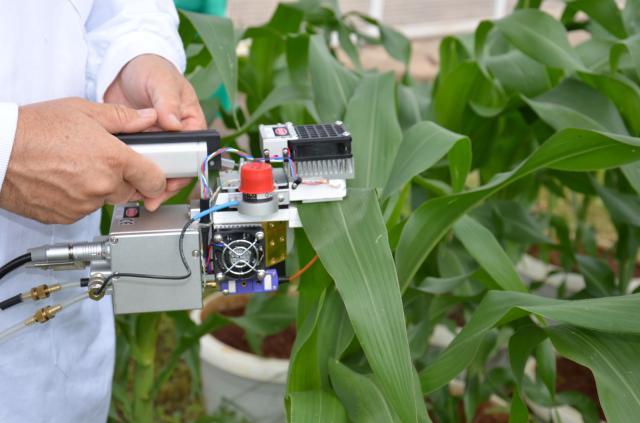 ​Embrapa Agroenergia disponibiliza vaga para estágio de graduação na área de Fisiologia Vegetal