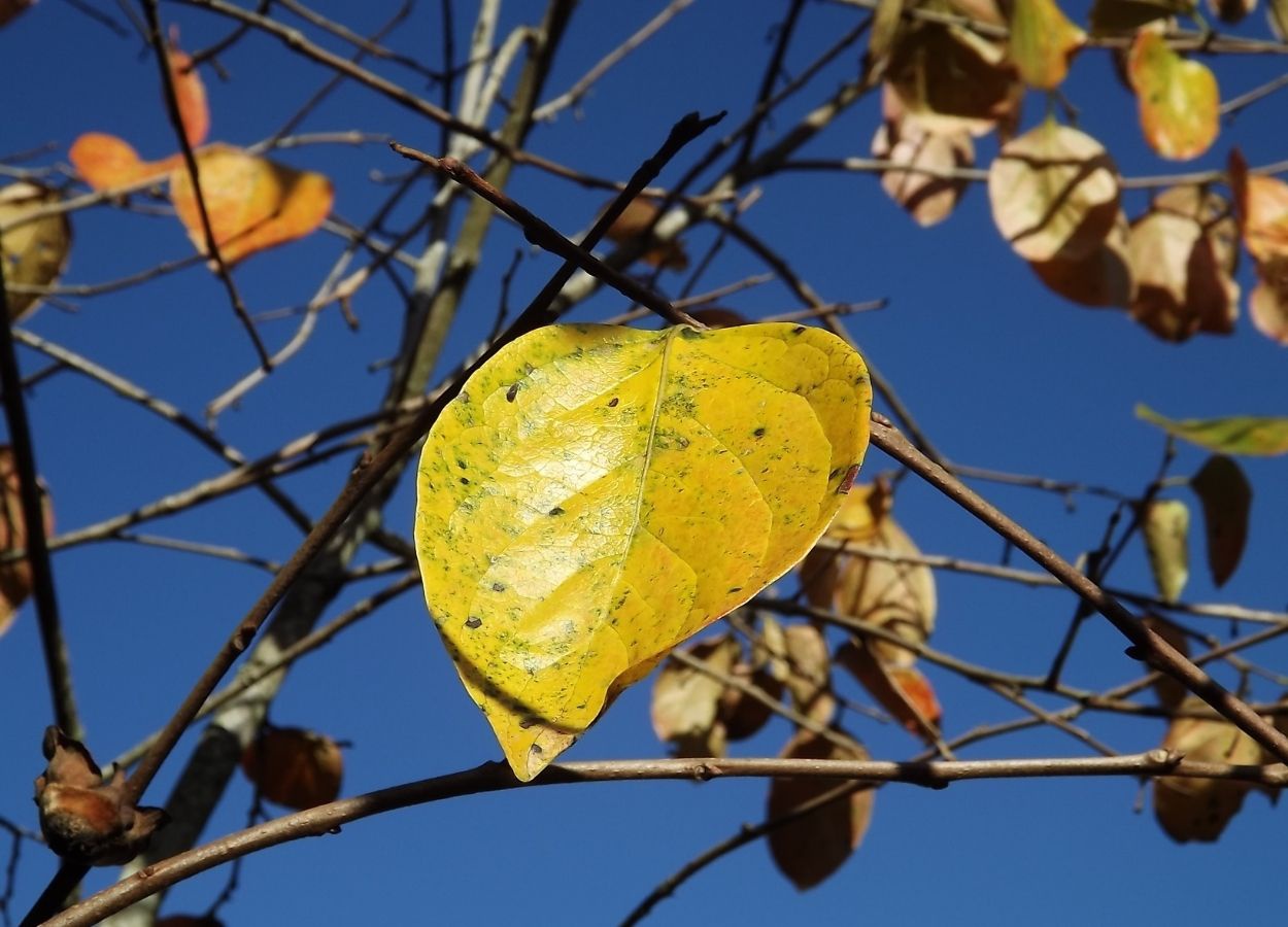 Outono 2025 começa com temperaturas amenas e chuvas escassas