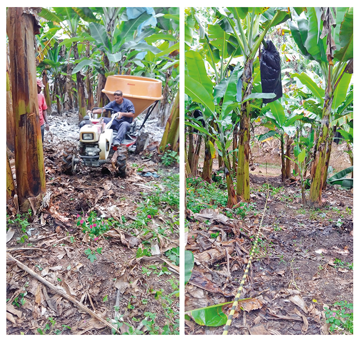Declividade acentuada, característica das áreas ocupadas com bananicultura no Vale do Ribeira, com conjunto acoplado (microtrator e distribuidor de calcário), realizando o trajeto