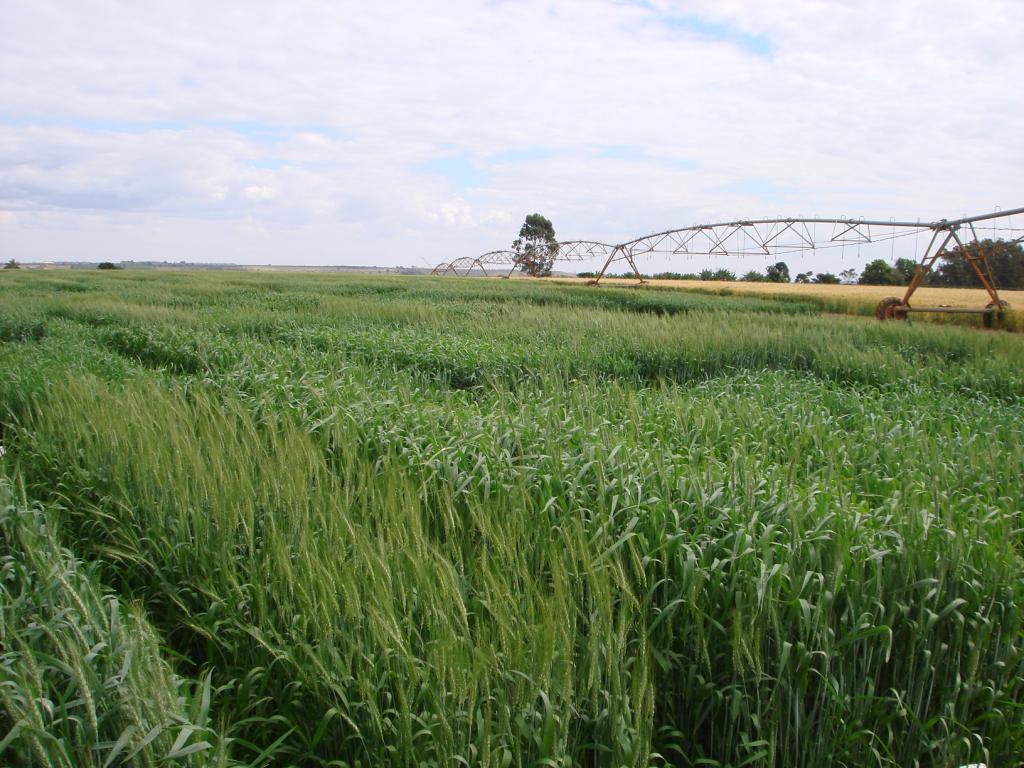 ​Trigo tolerante à doença e resistente à seca é alternativa para cultivo no inverno