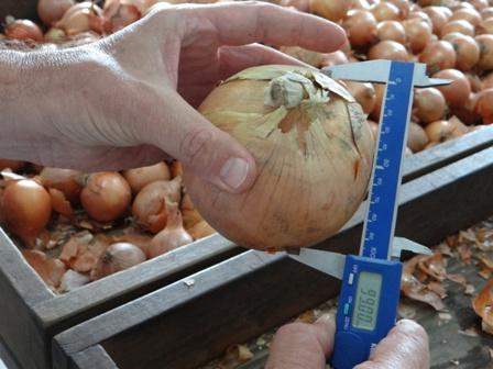 Emater/RS-Ascar se prepara para classificar mais de 90 mil toneladas de cebolas vindas da Argentina