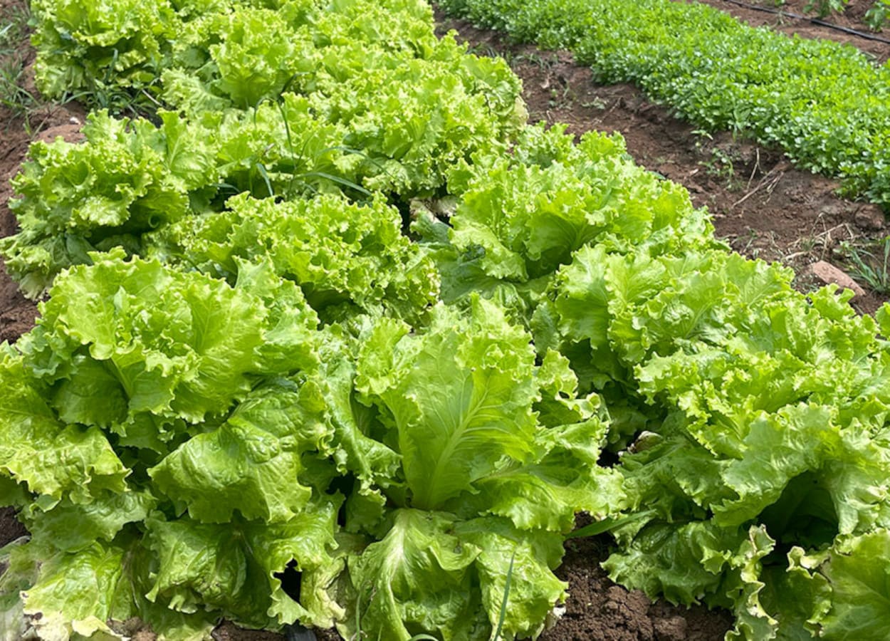 Probióticos usados na avicultura estimulam crescimento de alface