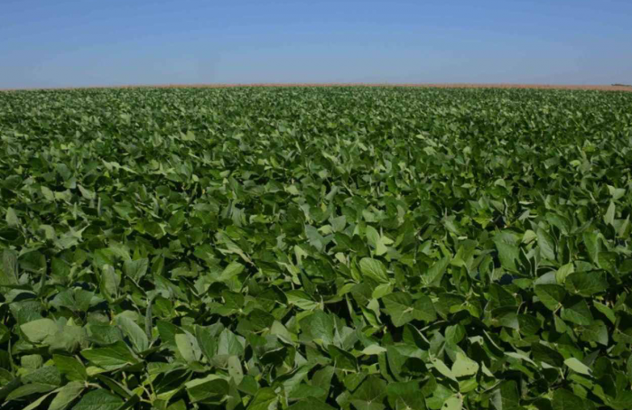 Rio Grande do Sul propõe calendário de semeadura da soja regionalizado na safra 2024-25