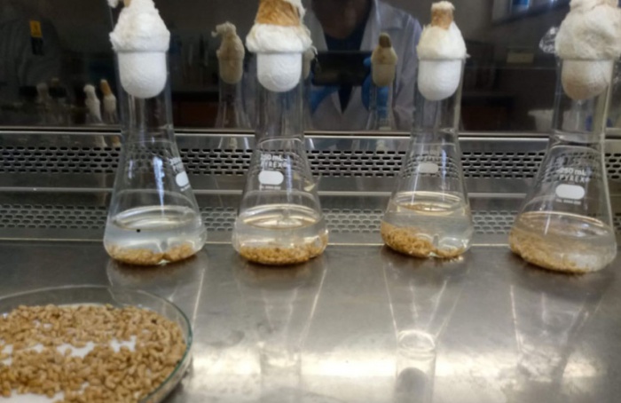 Bactérias do trigo são capazes de controlar a mancha-marrom