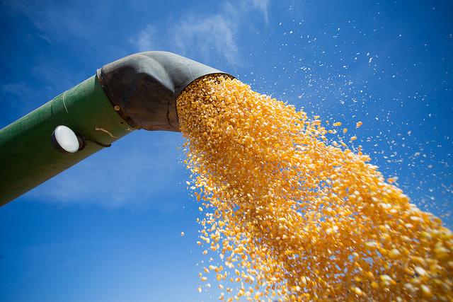 Valores de milho recuam no RS e no Centro-Oeste, mas seguem subindo em SP