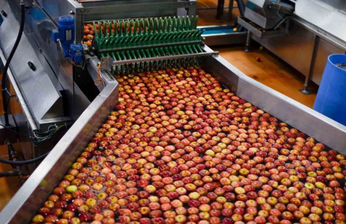 Safra da maçã abre com expectativa positiva em Vacaria (RS)