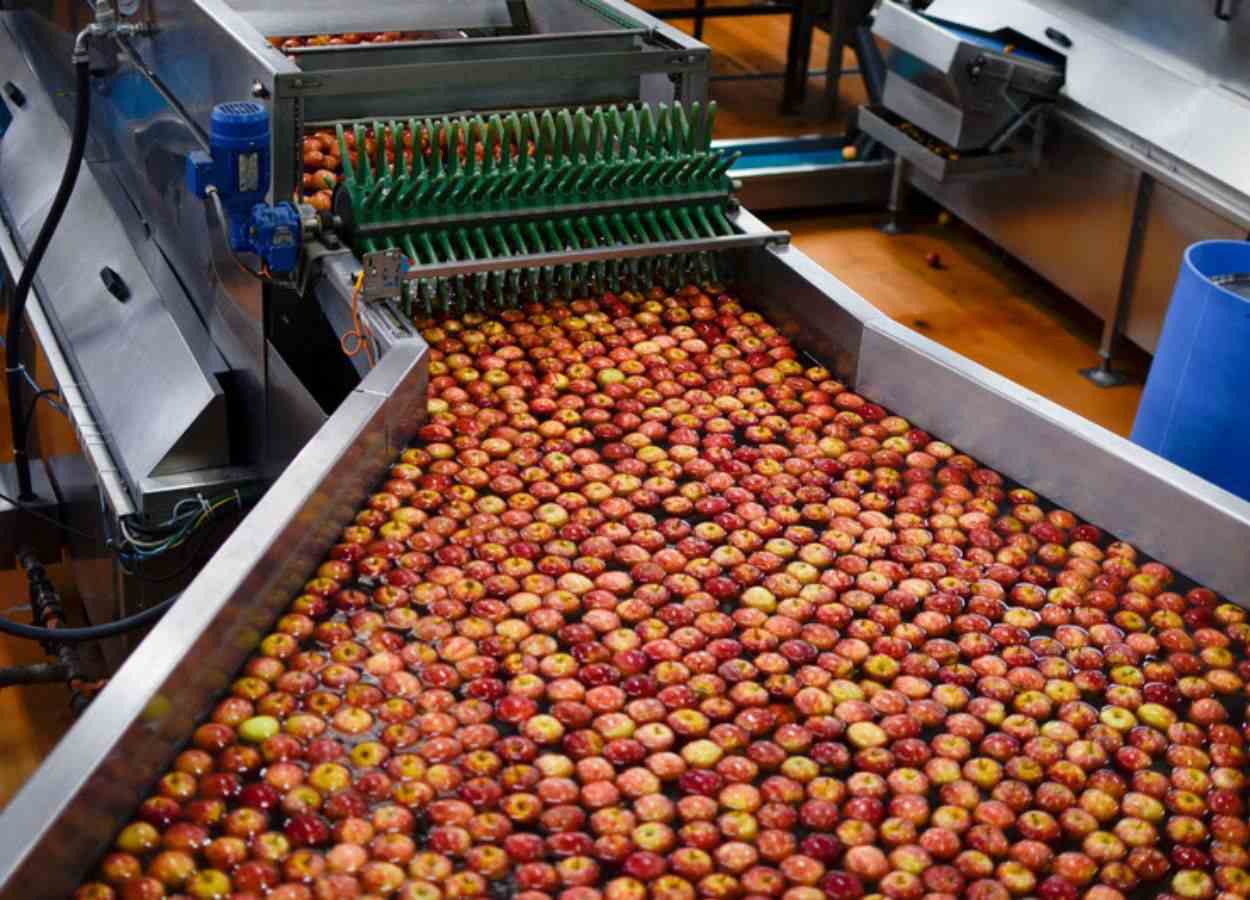 Safra da maçã abre com expectativa positiva em Vacaria (RS)