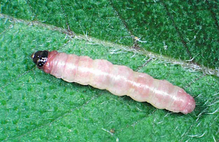 Batata com genes Cry1C e Cry2A resiste à traça-da-batatinha