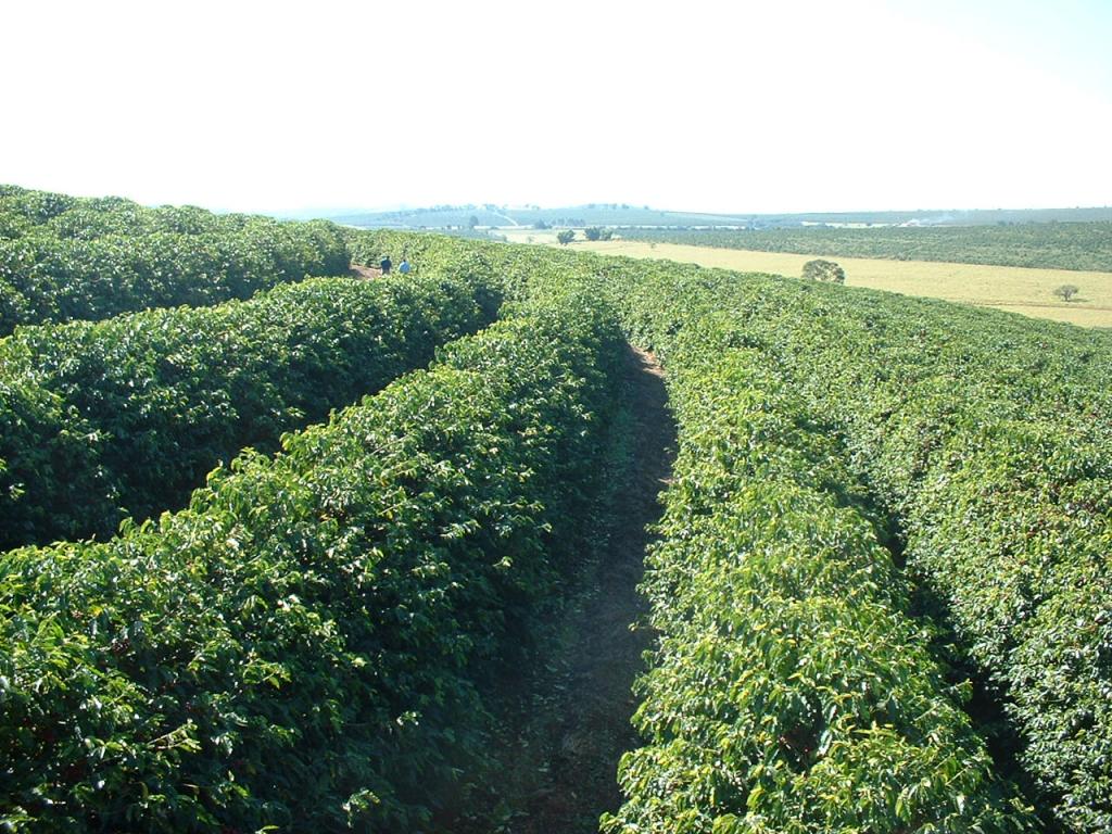 Brasil exporta 19,6 milhões de sacas de café no primeiro semestre