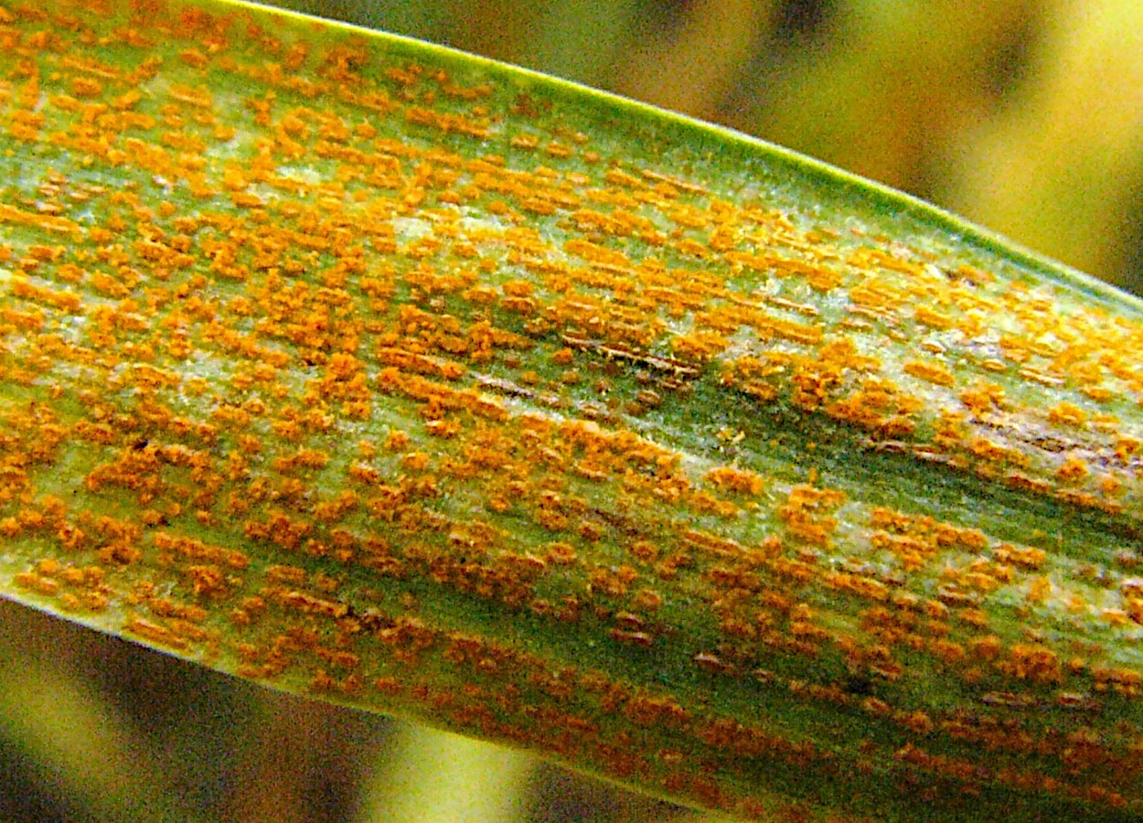 <i>Puccinia striiformis</i> - Foto: Gerald Holmes, Bugwood