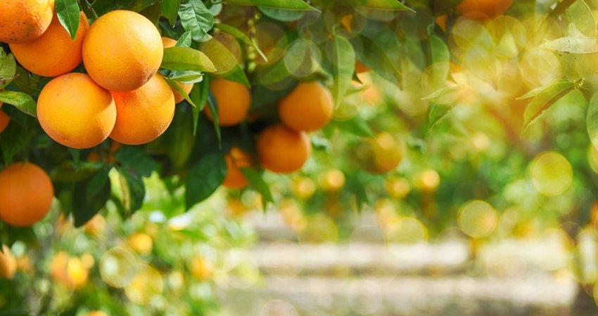 Adequação do volume de calda gera economia no controle de pragas em citros