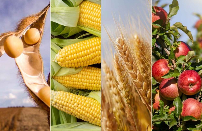 Epagri projeta alta na soja e queda na produção de trigo em SC