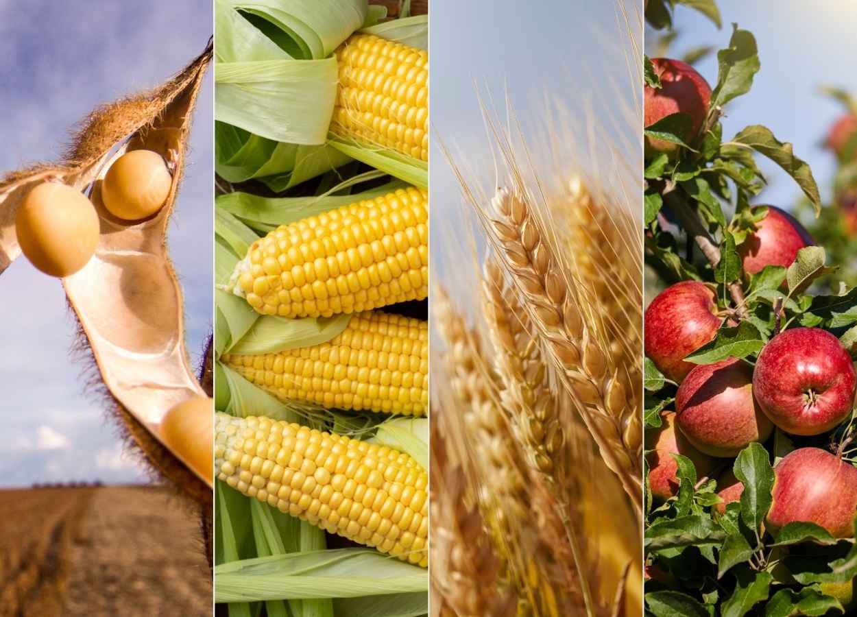 Epagri projeta alta na soja e queda na produção de trigo em SC