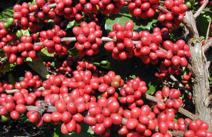 Espírito Santo inicia colheita do café conilon