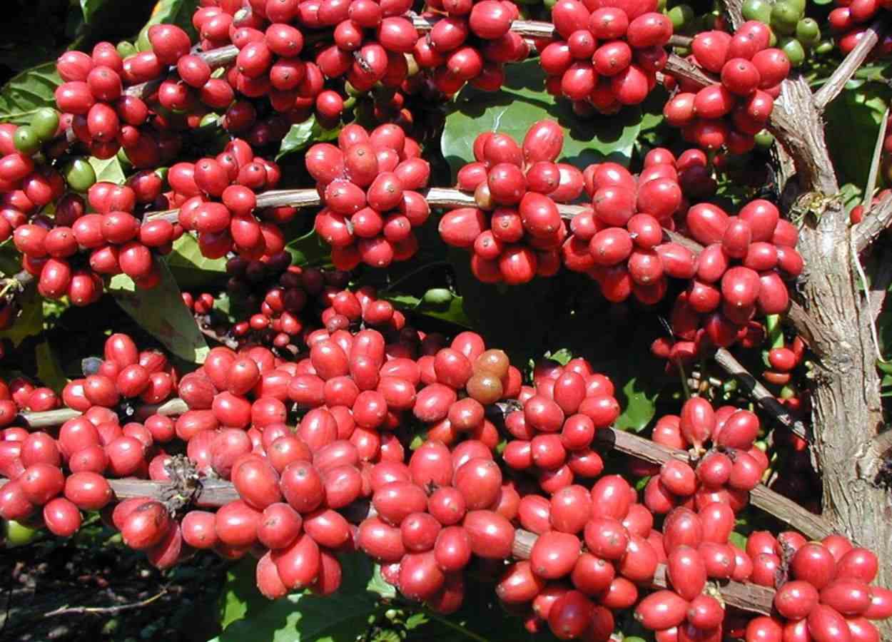 Espírito Santo inicia colheita do café conilon