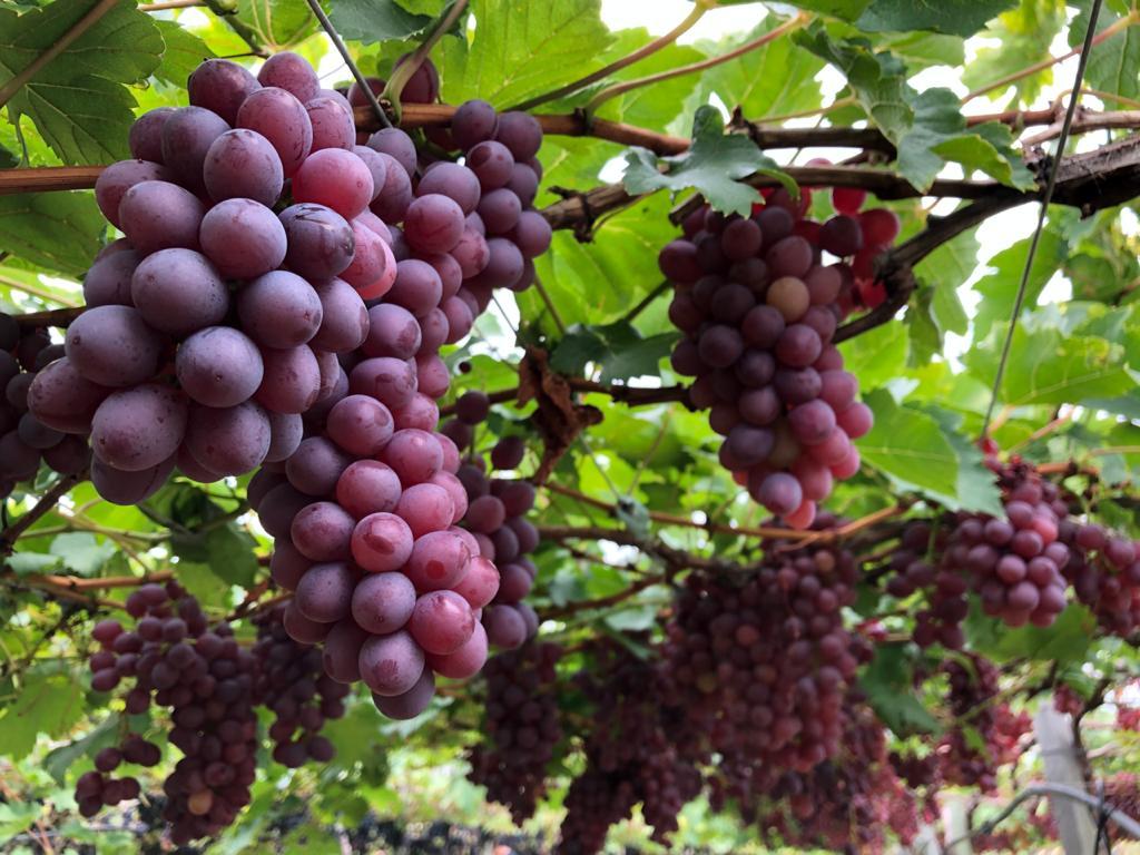 Embrapa atualiza fruticultores com dados dos mercados de manga e uva