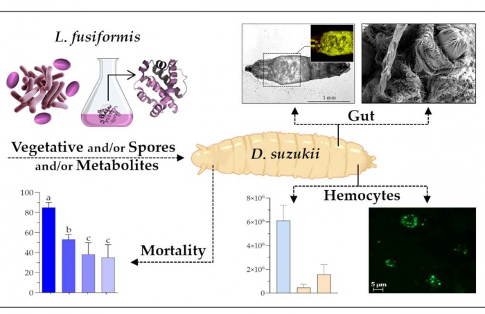 Bactéria do solo elimina larvas de Drosophila suzukii