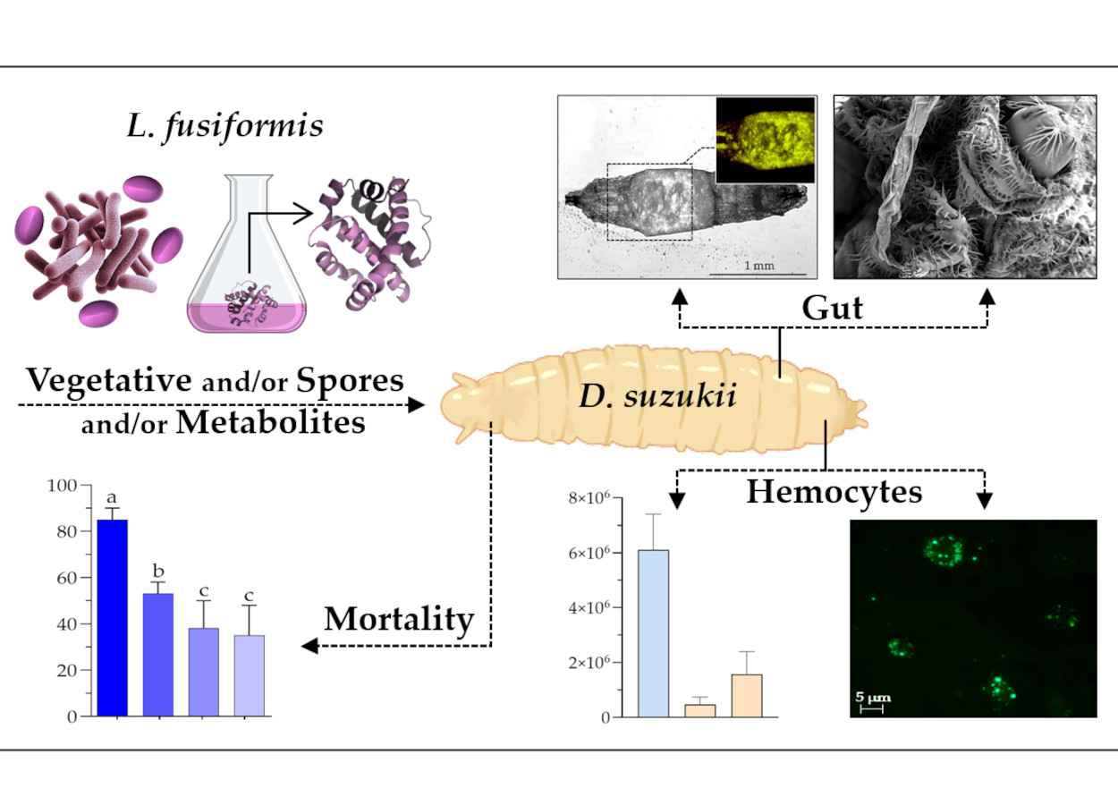 Bactéria do solo elimina larvas de Drosophila suzukii