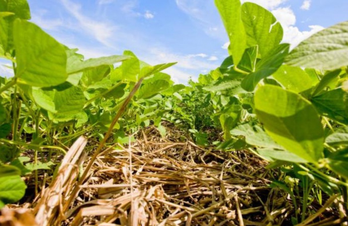 Embrapa promove primeiro dia de campo sobre produção de soja baixo carbono