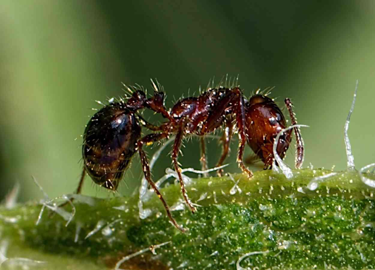Plantio direto amplia papel ecológico das formigas