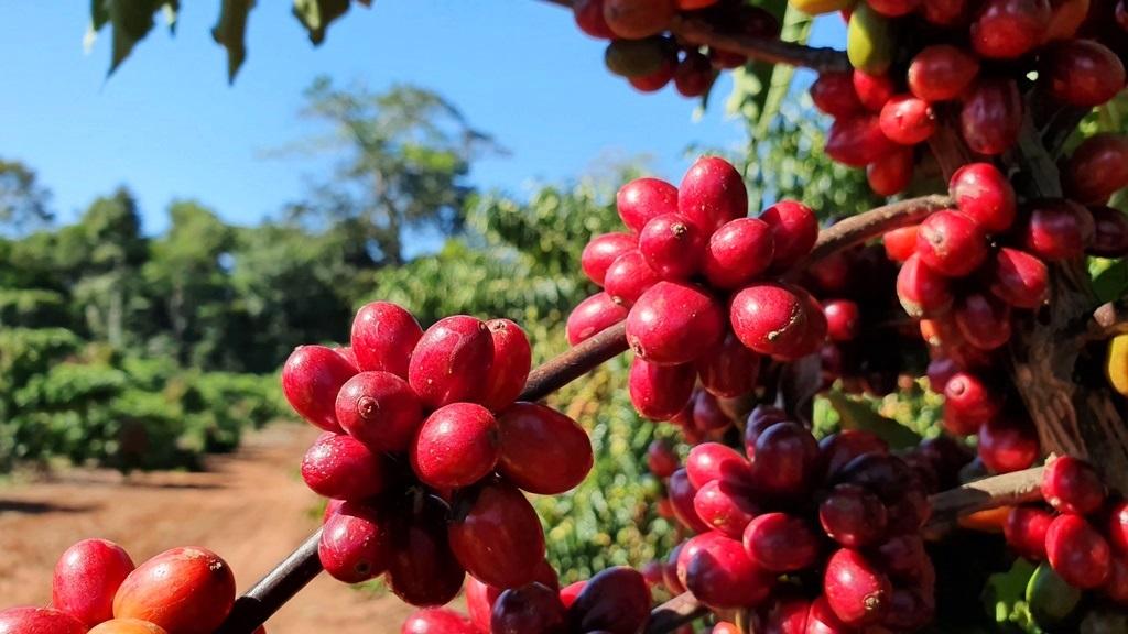 Boas práticas agrícolas definem identidade e qualidade dos grãos do café