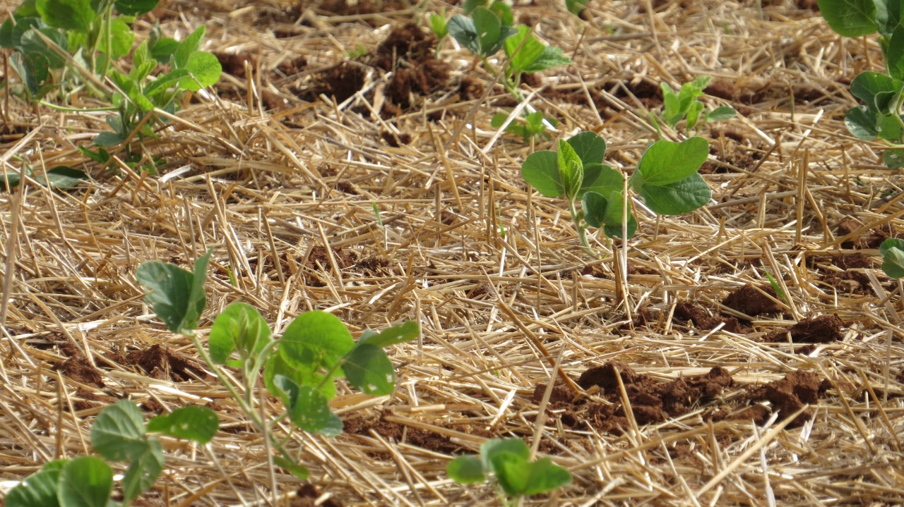 Chuvas da última semana propiciam finalização do plantio da soja que chega a 95% no RS