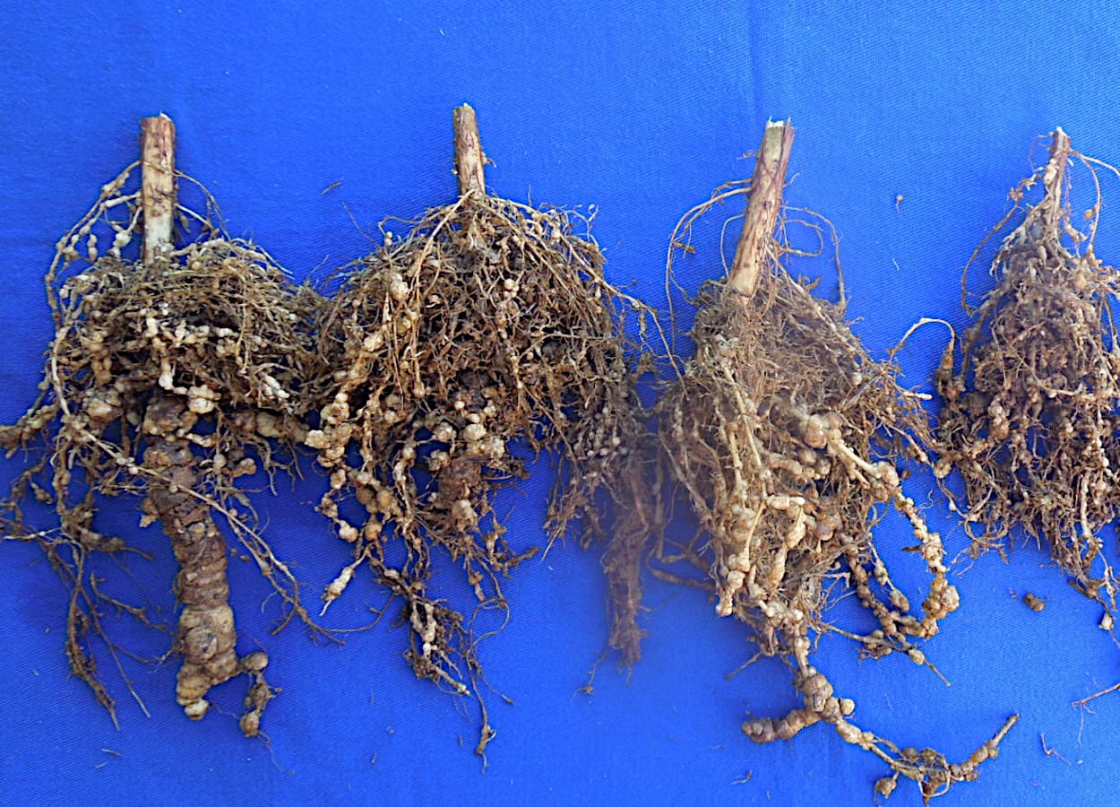 Comportamento das raízes de diferentes cultivares de soja em lavoura infestada pelo nematoide-das-galhas&nbsp;