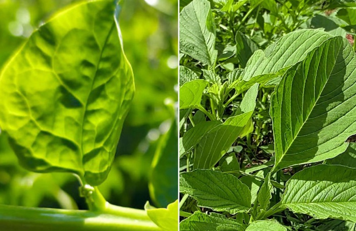 Embrapa apresenta novas cultivares de Pancs na 31ª Hortitec