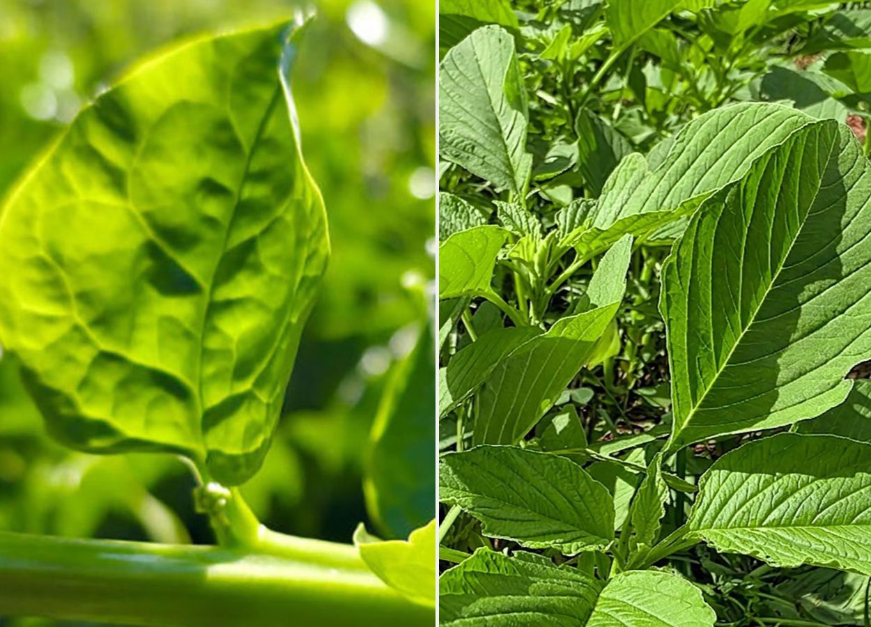 Embrapa apresenta novas cultivares de Pancs na 31ª Hortitec