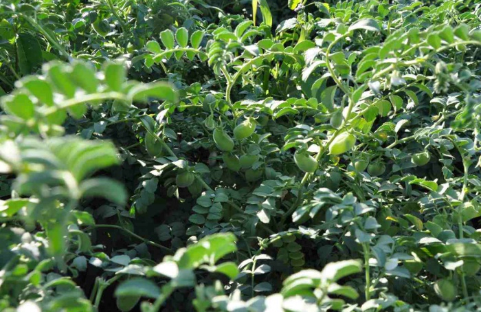 USDA reforça banco genético de grão-de-bico da Embrapa