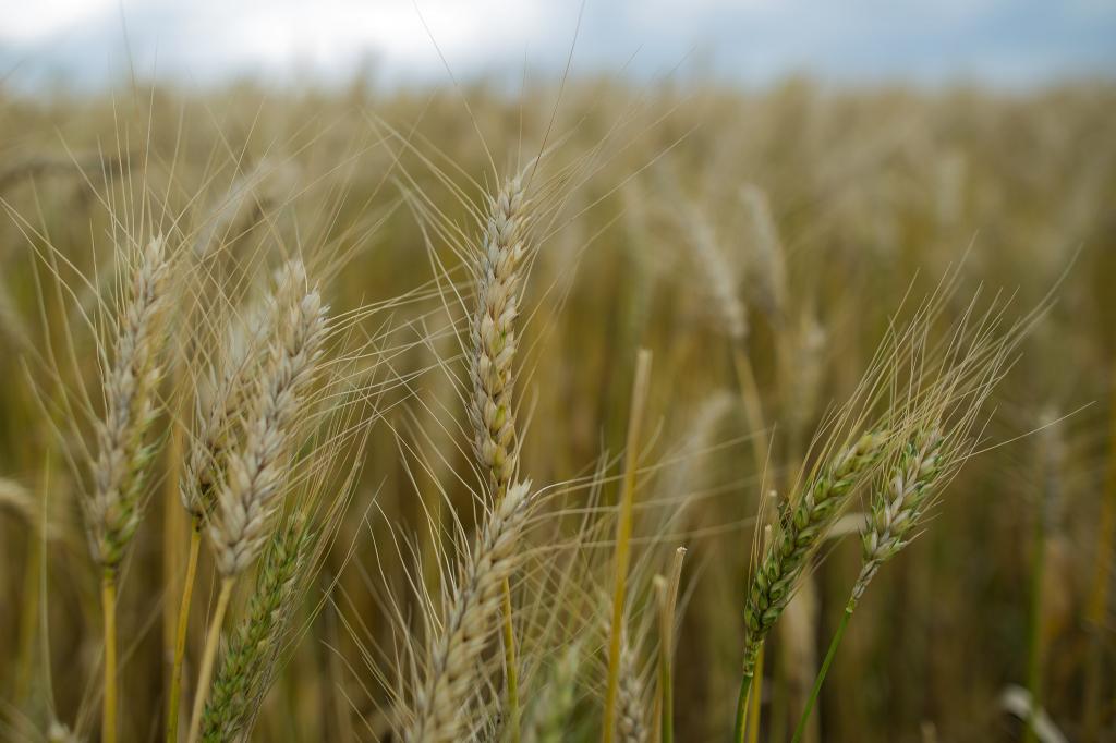 Lavouras de trigo entram na fase de floração no RS