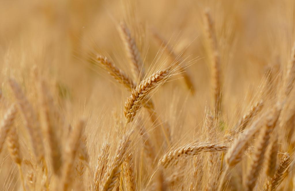 UPL leva soluções para cevada e trigo ao WinterShow