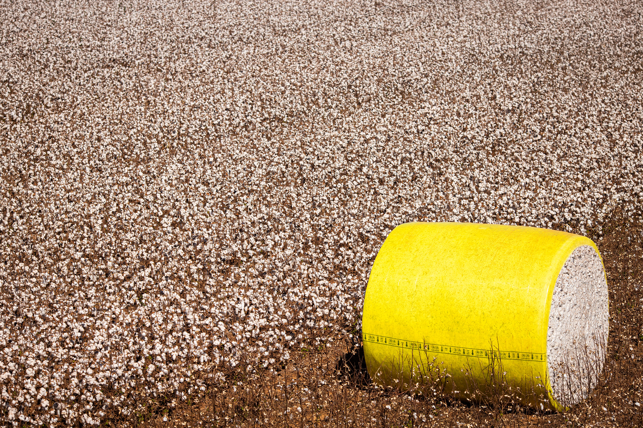 Colheita de algodão entra na reta final em Goiás
