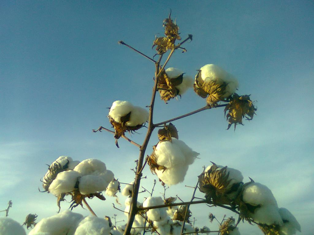 Produtor de algodão aumenta sua produtividade em 20 arrobas/ha com técnicas de manejo nutricional