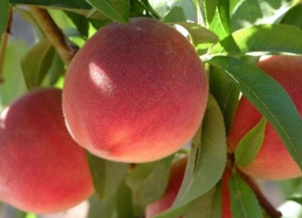 Estudo identifica porta-enxertos mais produtivos para pessegueiro