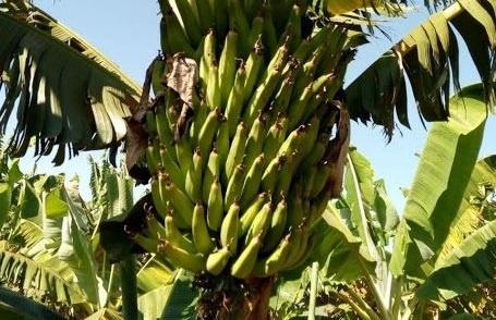 Pesquisa estuda viabilidade da banana-da-terra em São Paulo