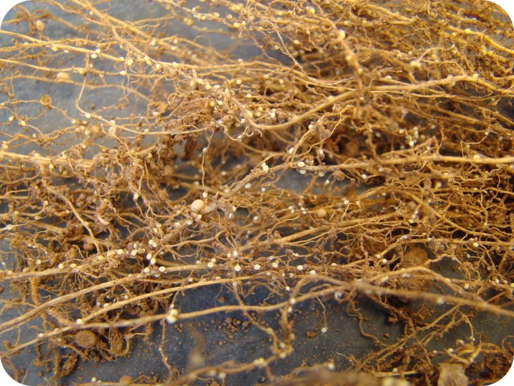 Produtores alcançam altas produtividades de soja em ambientes com nematoide de cisto