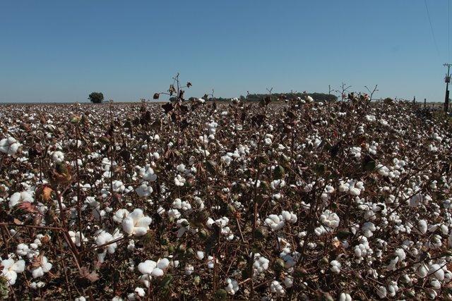 Indicador do algodão está em alta desde o início do mês