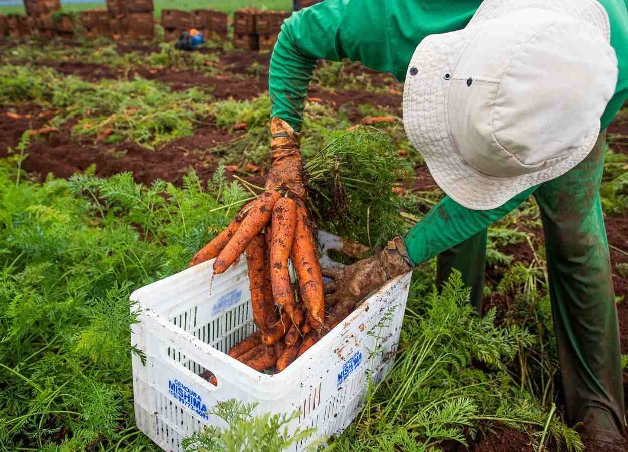 Renda no agronegócio de Goiás sobe 20,5% no primeiro trimestre