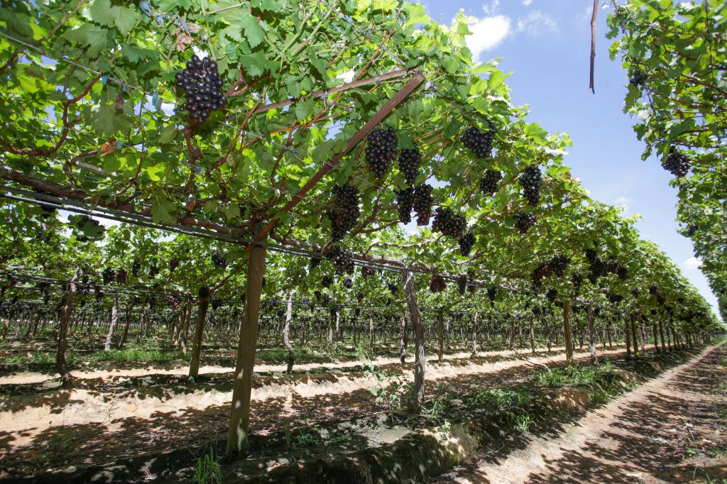 Secretaria da Agricultura divulga dados preliminares atuais da safra da uva do RS