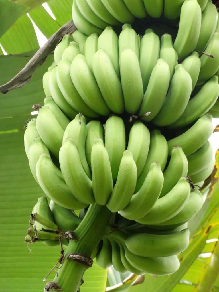 Variedades de abacaxi e banana são divulgadas no Show Rural Coopavel